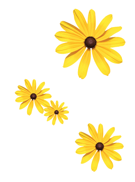 Flowers 459x619